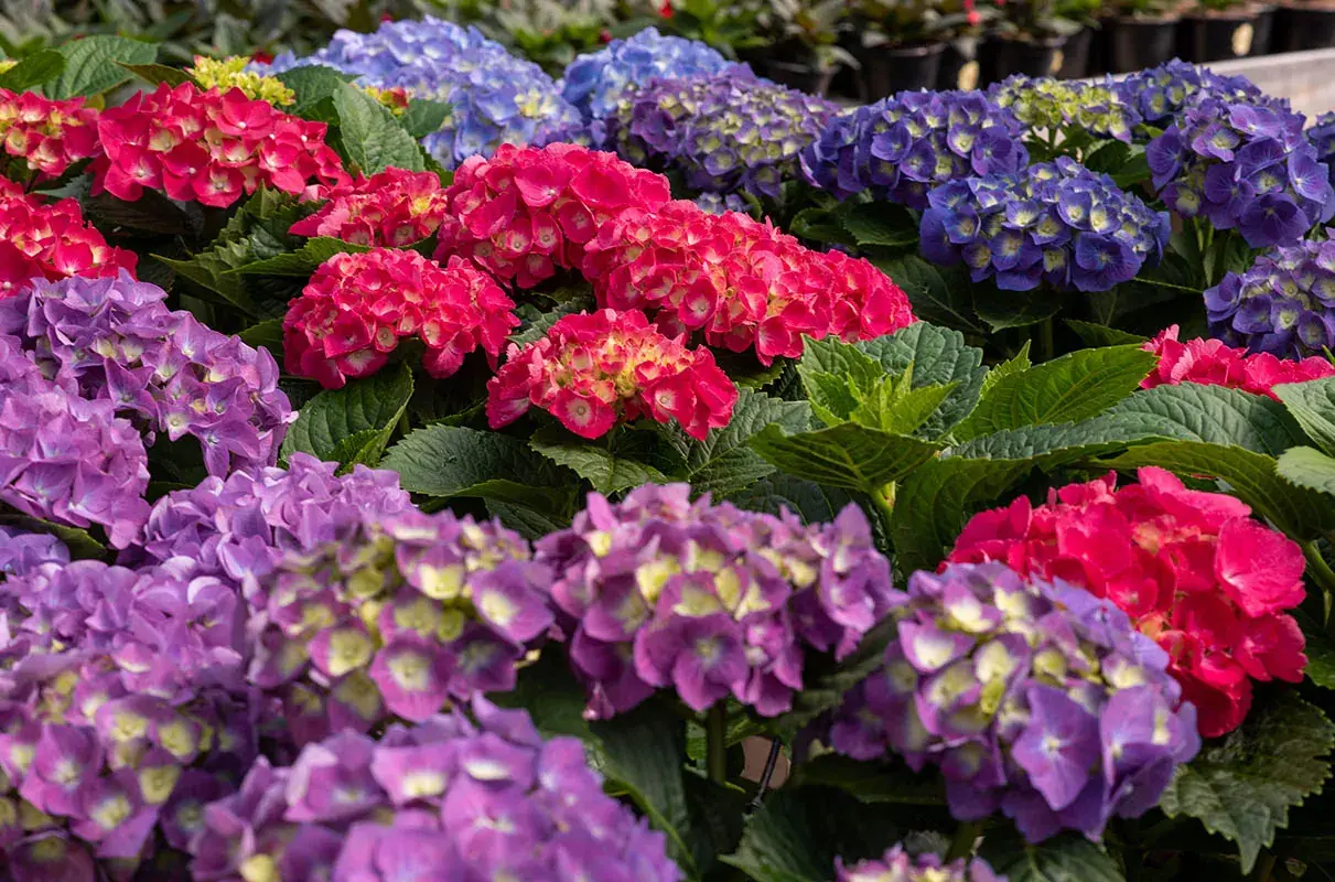 Hortênsias azuis, roxas e rosas