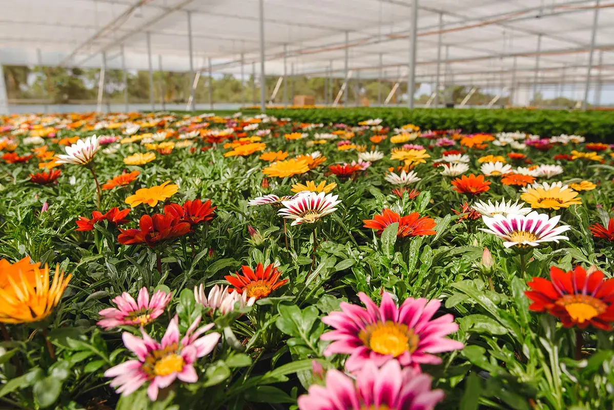 Gazânias coloridas em floração dentro da estufa