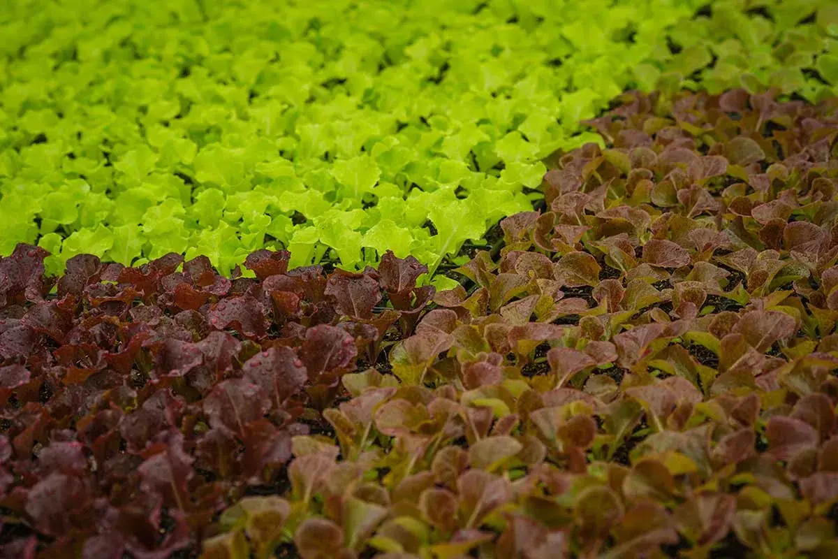 Bandejas de mudas de alface verde e alface roxa