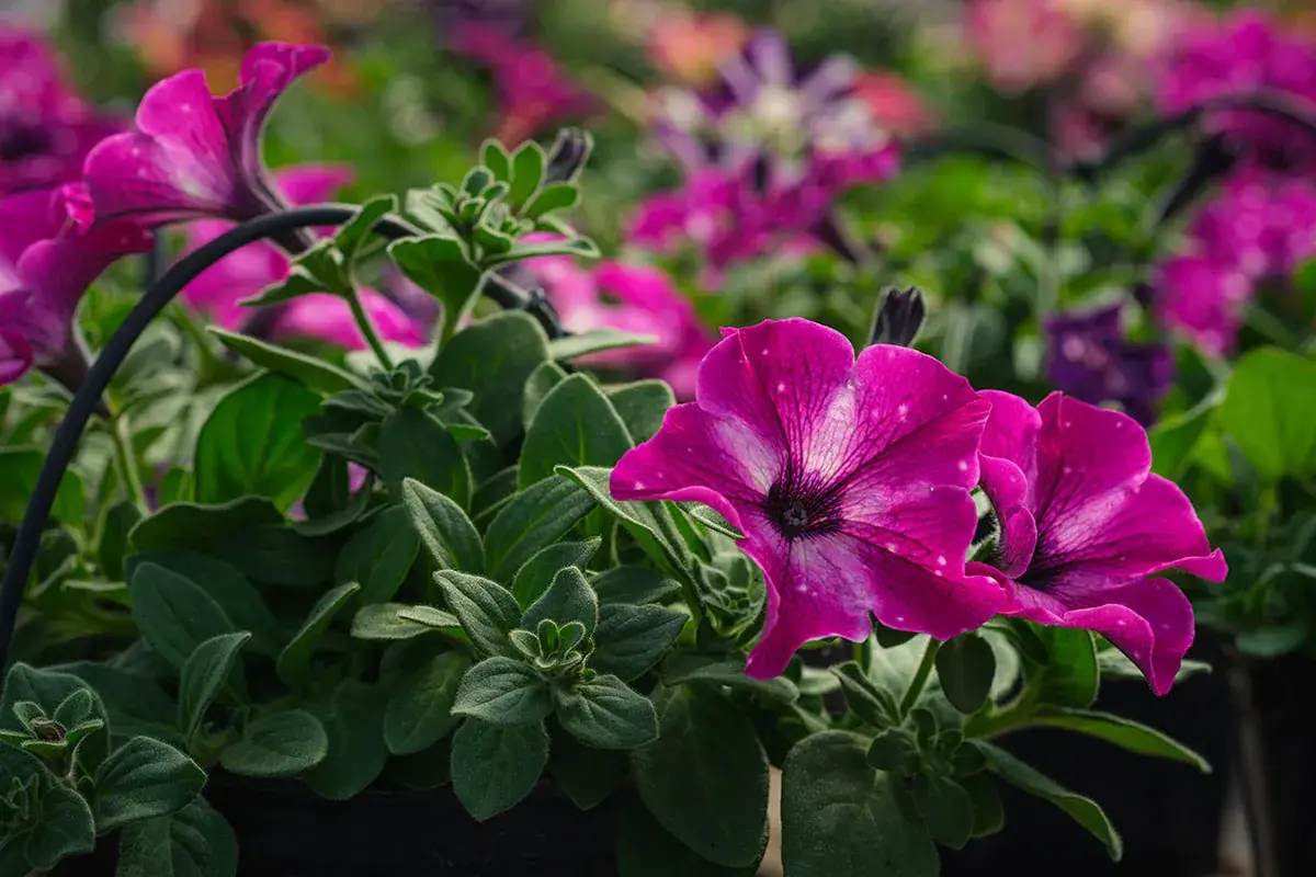 Petúnias magenta em close