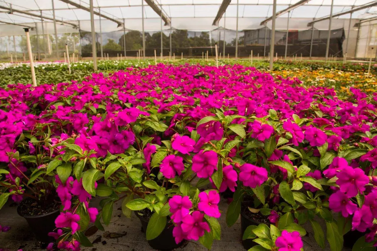 Estufa coberta de flores magenta