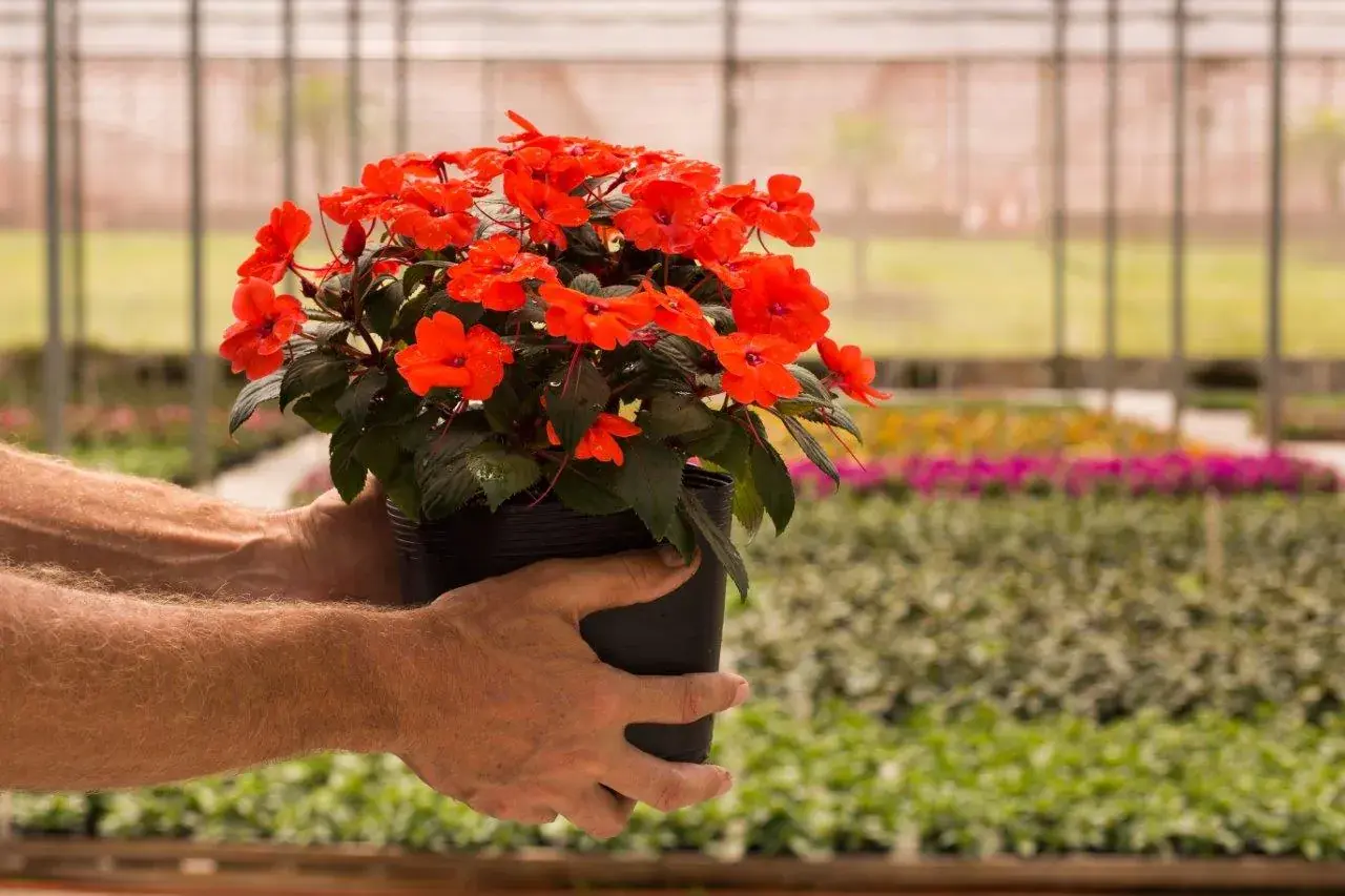 Mão segurando vaso de flores vermelhas dentro da estufa