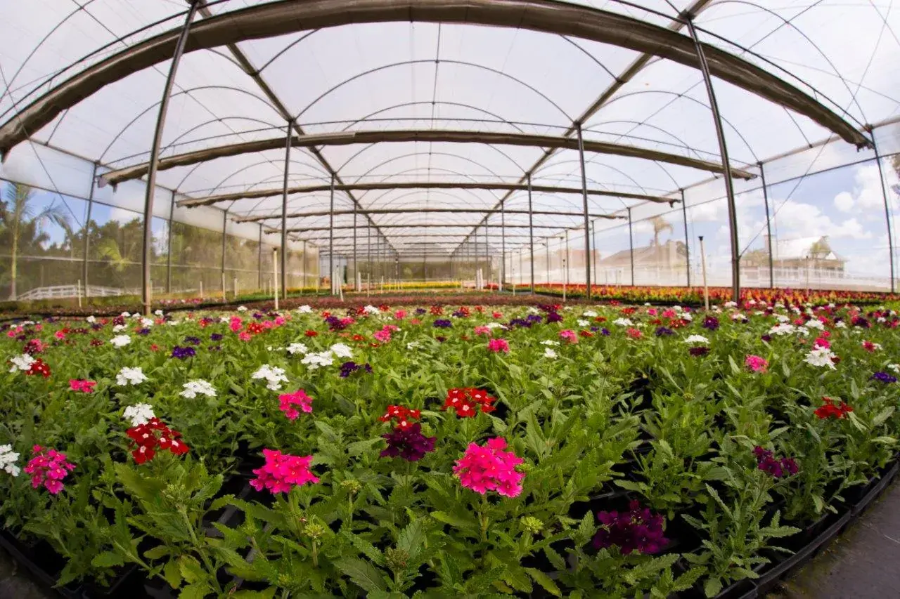 Estufa com canteiros de flores