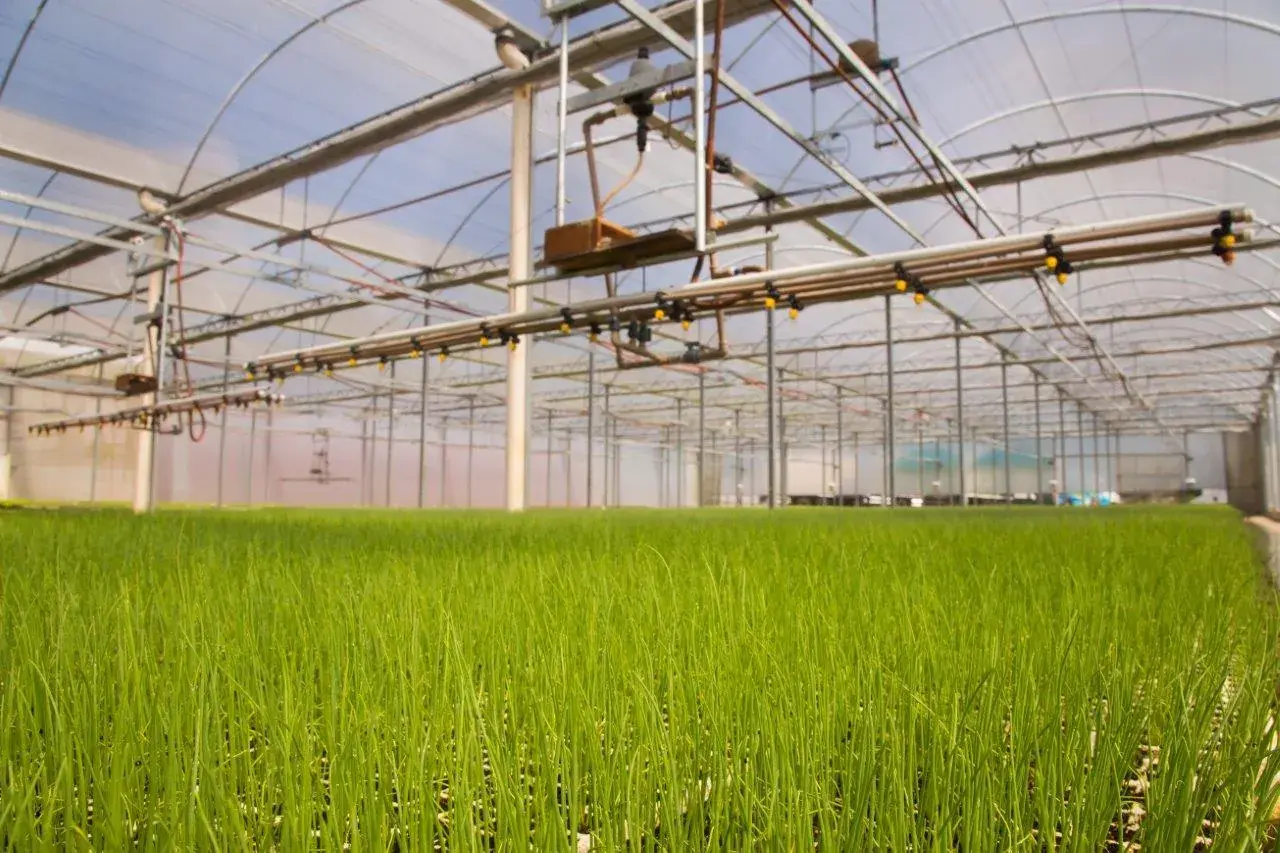 Estufa com mudas verdes prontas para entrega