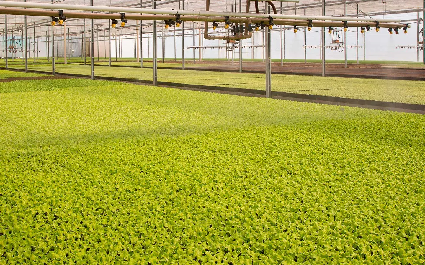 Estufa com mudas em produção