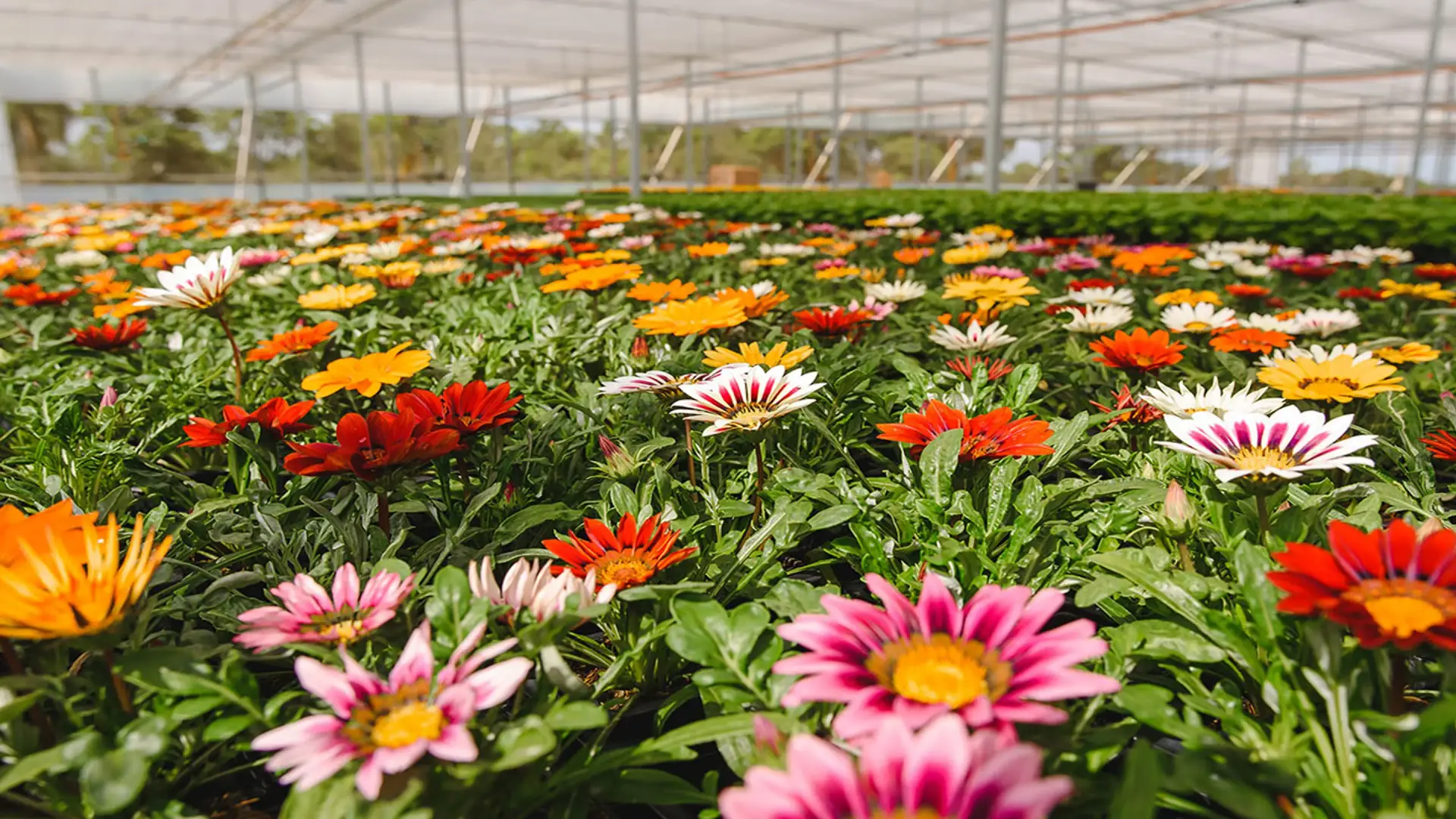 Gazânias coloridas em floração dentro da estufa da Viveiros Werle