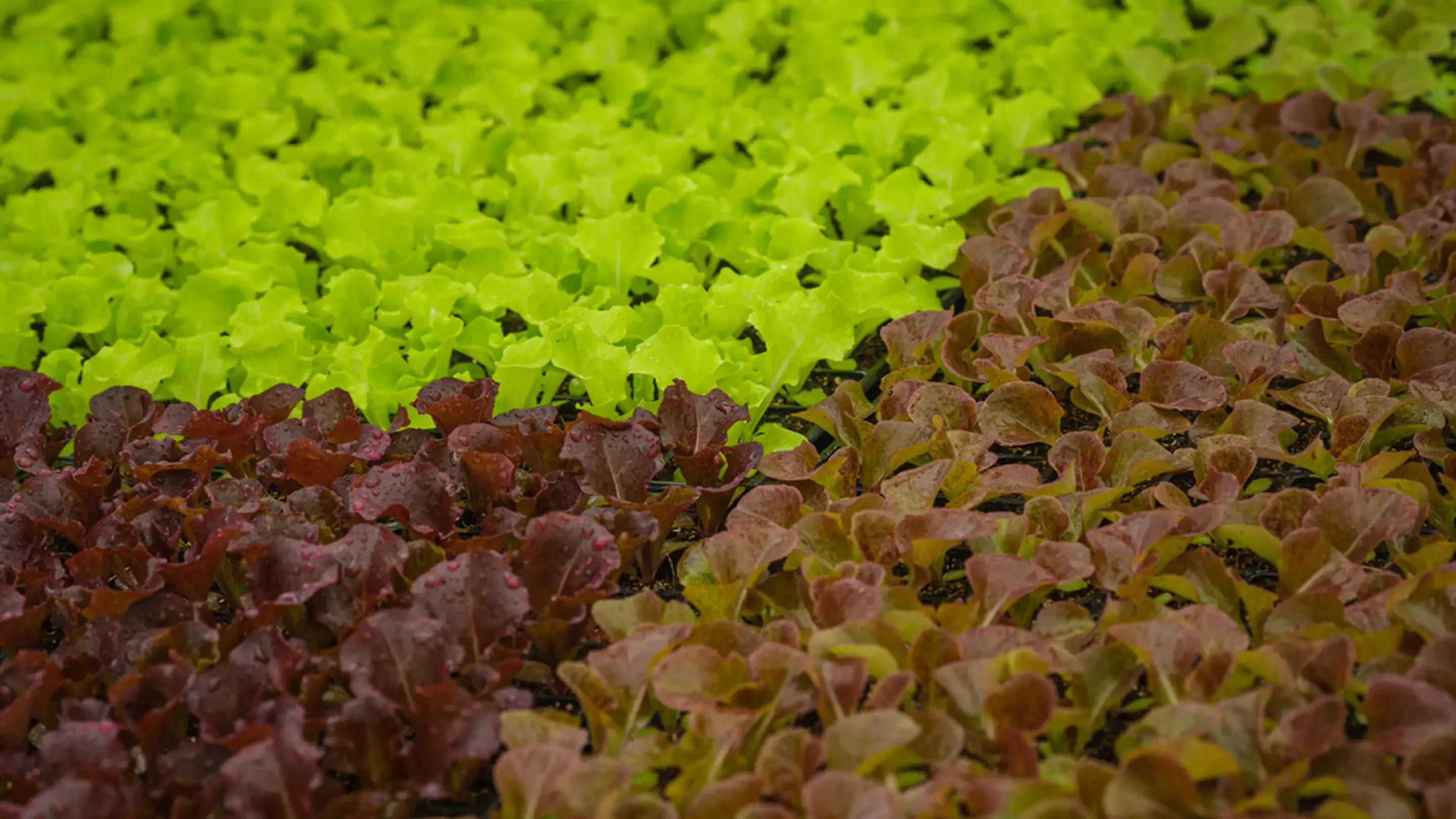 Mudas de alface verde e roxa